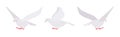 White pigeons, doves set, domestic or street bird in flight Royalty Free Stock Photo