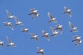 White Pigeons Flying at blue sky. Wedding tradition