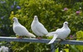 White pigeons