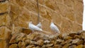 White pigeons. The Mar Saba Monastery, Laura of our Holy Father Sabbas Royalty Free Stock Photo