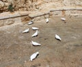 White pigeons. The Mar Saba Monastery, Laura of our Holy Father Sabbas