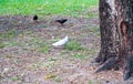 White pigeons strolling at the park In a flock of gray pigeons