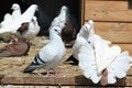 White pigeons in a wooden dovecot