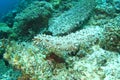 Pinaple Sea Cucumber on coral reef Royalty Free Stock Photo