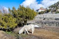 White Pindos Pony grazing on the ground in Ngawal and Annapurna Circuit in the background, Nepal Royalty Free Stock Photo