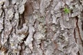 White pine bark in the Canadian forest in Quebec. Royalty Free Stock Photo