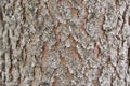 White pine bark in the Canadian forest in Quebec. Royalty Free Stock Photo