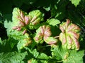 White pine blister rust on currant leaves, Cronartium ribicola