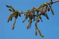 White Pine Branch Royalty Free Stock Photo