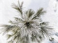 White pine evergreen needles covered in snow Royalty Free Stock Photo