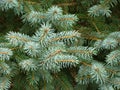 White Pine Fur Tree Branches Royalty Free Stock Photo