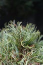 White pine Green Curls Royalty Free Stock Photo