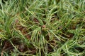 White pine Green Curls Royalty Free Stock Photo