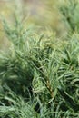 White pine Green Curls Royalty Free Stock Photo
