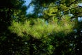 White Pine Leaves, Pinus Strobus Royalty Free Stock Photo