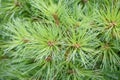 Weymouth pine Pinus strobus Ontario, close-up Royalty Free Stock Photo