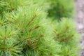 Weymouth pine Pinus strobus Ontario, close-up of pine