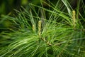 White pine Pinus strobus young shoots on branches with long green needles Royalty Free Stock Photo