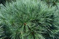 White pine Radiata