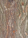 White pine tree bark, Pinus strobus Royalty Free Stock Photo