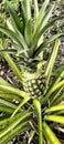 White pineapple plants are often used as medicine