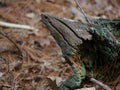 Closeup of a White Pine Root on a Dead Fallen Tree with Moss and Lichen Royalty Free Stock Photo