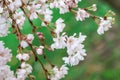 White and pink almond tree blossom for spring background. Istanbul, Turkey Royalty Free Stock Photo