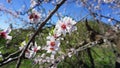 White and pink almond tree blossoms on a blue sky background close-up Royalty Free Stock Photo