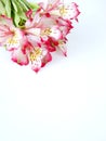 White and Pink Alstroemeria flowers