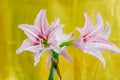 White Pink amaryllis flower