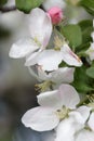 White and pink apple blossoms Royalty Free Stock Photo