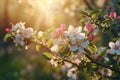 White and pink apple blossoms on a tree branch in a green garden in spring in sunlight Royalty Free Stock Photo