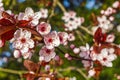 White pink apple tree blossoms cherry tree blossoms in spring Royalty Free Stock Photo