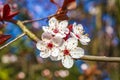 White pink apple tree blossoms cherry tree blossoms in spring Royalty Free Stock Photo