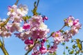 White pink apple tree blossoms cherry tree blossoms in spring Royalty Free Stock Photo