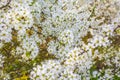 White pink apple tree blossoms cherry tree blossoms in spring Royalty Free Stock Photo