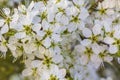 White pink apple tree blossoms cherry tree blossoms in spring Royalty Free Stock Photo