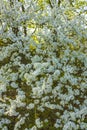 White pink apple tree blossoms cherry tree blossoms in spring Royalty Free Stock Photo