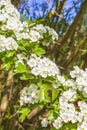 White pink apple tree blossoms cherry tree blossoms in spring Royalty Free Stock Photo