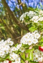 White pink apple tree blossoms cherry tree blossoms in spring Royalty Free Stock Photo