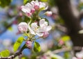 White and pink apple tree flowers