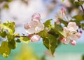 White and pink apple tree flowers