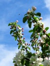 White and pink Apple tree flowers, blue sky and a bee Royalty Free Stock Photo