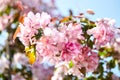 White pink apple tree flowers, spring blossom of fruit garden, blooming branches with beautiful colorful petals, floral Royalty Free Stock Photo