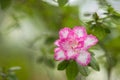 White and pink azalea flower close-up on a green blurred background. Selective focus. Decorative garden and indoor plants Royalty Free Stock Photo