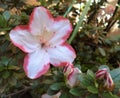 white-pink Azalea Rhododendron flowers  in spring Royalty Free Stock Photo