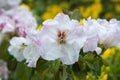 White-pink azalea on yellow flowers background. Rhododendron bush in garden. Beautiful flowers.