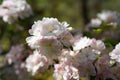 White-pink ball of aplle tree blossoms