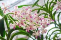 White and pink beautiful dendrobium orchid