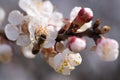 White, pink beautiful spring flowers on tree blooming in spring. Selective focus. High quality photo. Spring primrose. Apple trees Royalty Free Stock Photo